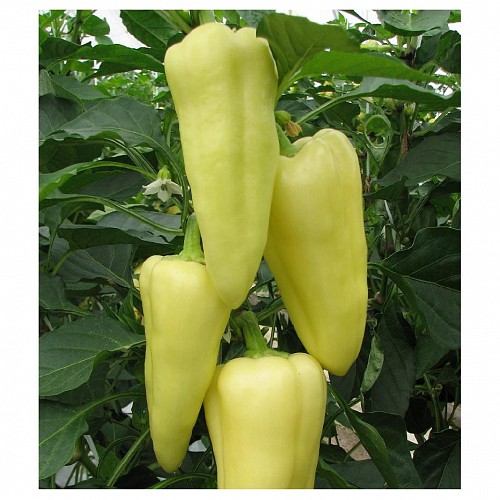 Censor_Orosco_Pepper_Seeds_Kapia_Sweet_1