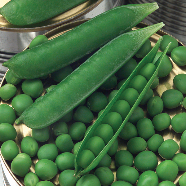 Seminis_Pea_Ashton_UK_01