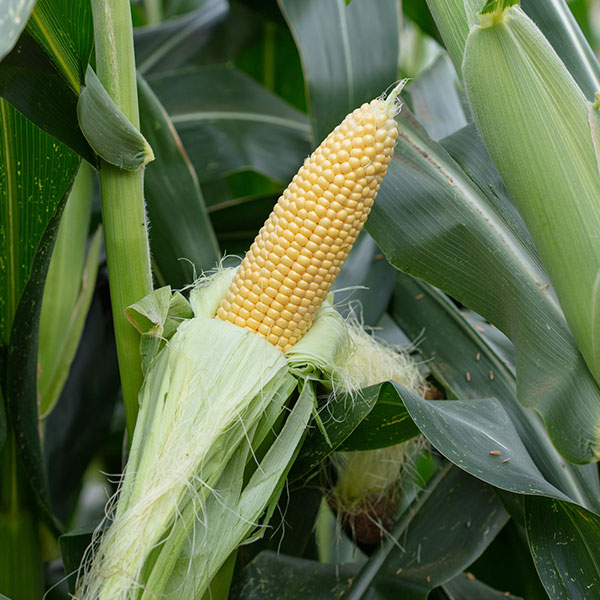 Seminis_Sweetcorn_Messenger_NL_02
