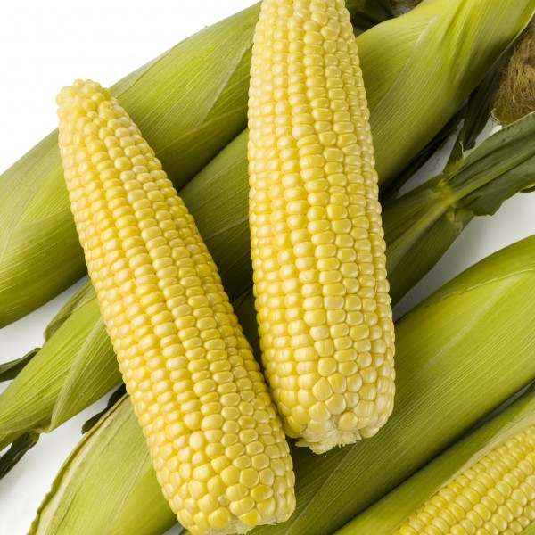 seminis_sweetcorn_passionii_studio