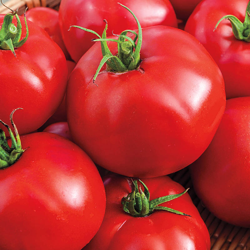Tomato Big Beef Hybrid PKT